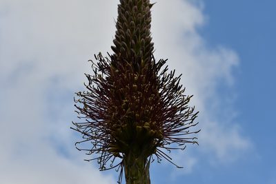 Agave warelliana, photographed by Neptalí Ramírez Marcial