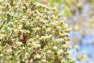 Baccharis lancifolia, photographed by Neptalí Ramírez Marcial
