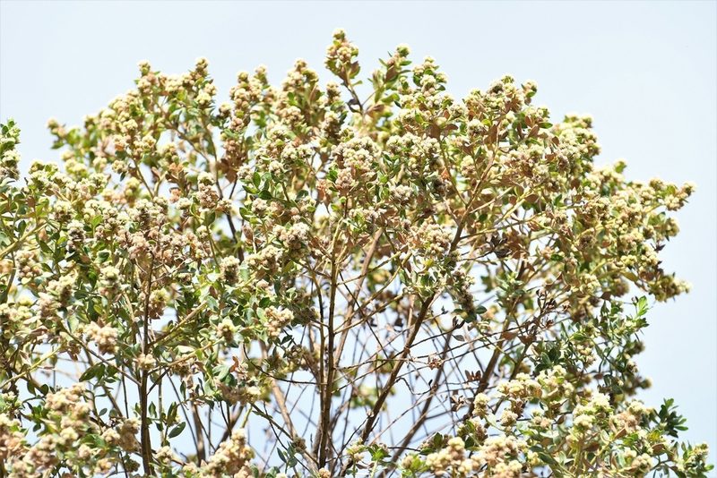 Baccharis lancifolia, photographed by Neptalí Ramírez Marcial