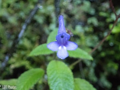 Streptocarpus hilsenbergii, photographed by lallen