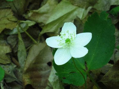 Anemonoides udensis, photographed by Repina Tatyana