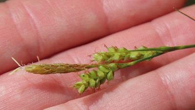 Carex triquetra, photographed by Millie Basden