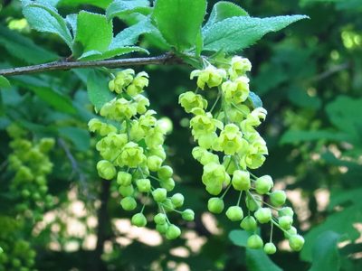 Berberis amurensis, photographed by Repina Tatyana