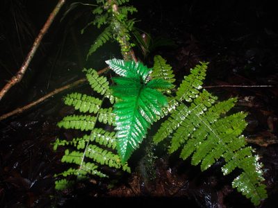 Trichomanes elegans, photographed by Lena Struwe