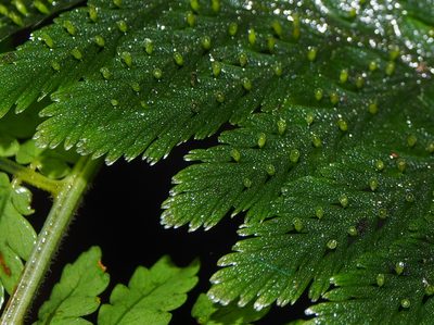 Trichomanes elegans, photographed by Lena Struwe