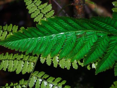 Trichomanes elegans, photographed by Lena Struwe