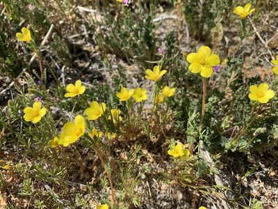 Mentzelia nitens, photographed by Leah Gardner