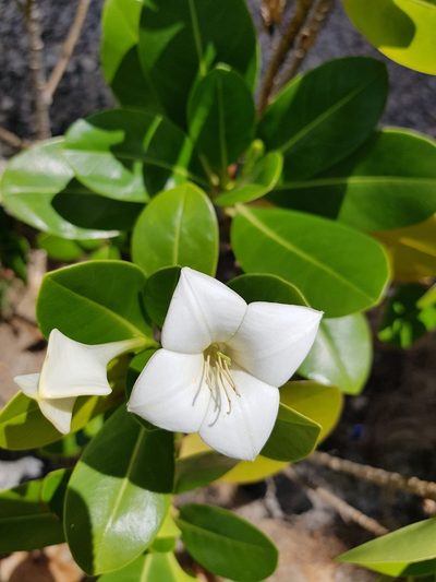 Bikkia tetrandra, photographed by aubrey_moore
