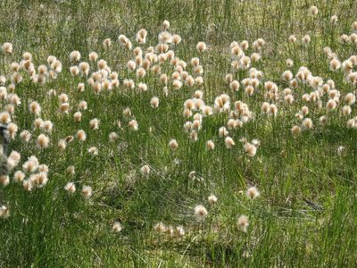 Eriophorum chamissonis, photographed by Ilya Filippov