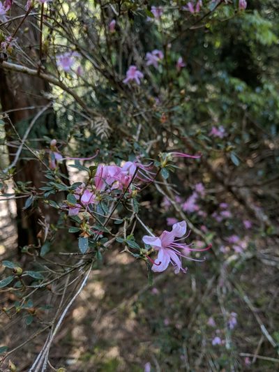 Rhododendron noriakianum, photographed by Victor Chen