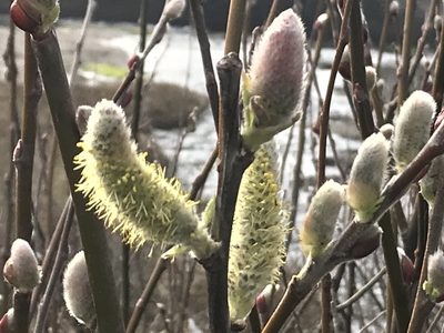 Salix hookeriana, photographed by Aaron Liston