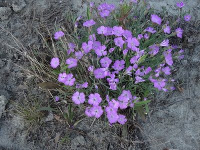 Dianthus repens, photographed by Ilya Filippov