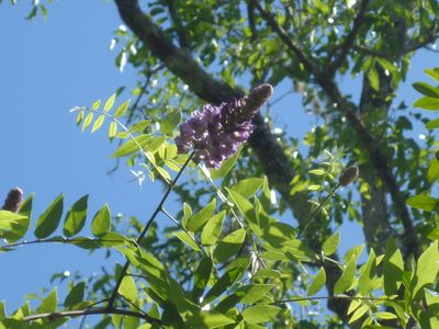 Wisteria frutescens, photographed by mfeaver