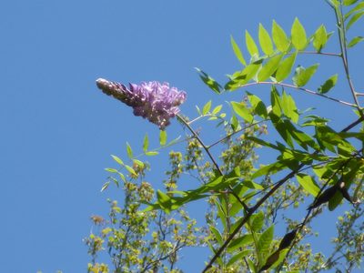 Wisteria frutescens, photographed by mfeaver
