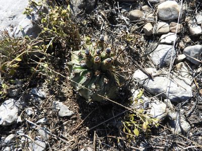 Ferocactus uncinatus, photographed by Leticia Jiménez Hernández