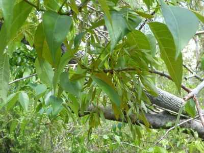 Fraxinus profunda, photographed by mfeaver