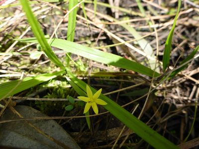 Hypoxis curtissii, photographed by mfeaver