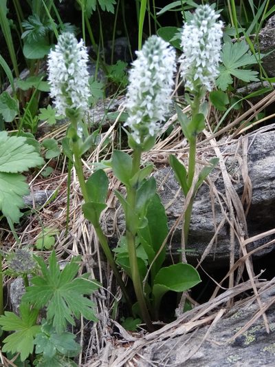 Lagotis uralensis, photographed by Ilya Filippov