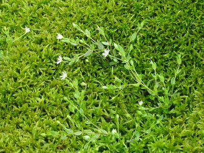 Stellaria crassifolia, photographed by Ilya Filippov
