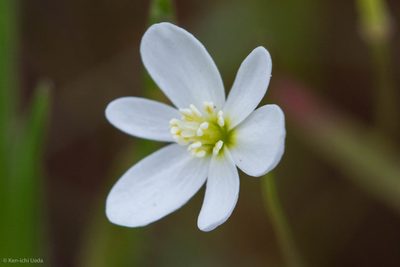 Meconella californica, photographed by Ken-ichi Ueda