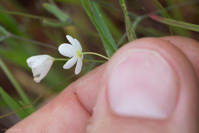 Meconella californica, photographed by Ken-ichi Ueda