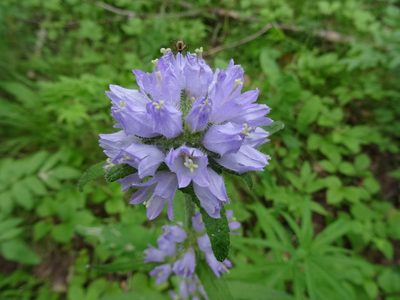 Campanula cervicaria, photographed by Ilya Filippov