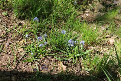 Hyacinthoides italica, photographed by Fabien Piednoir