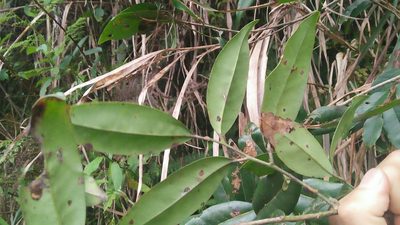 Ilex lonicerifolia, photographed by Cheng-Te Hsu