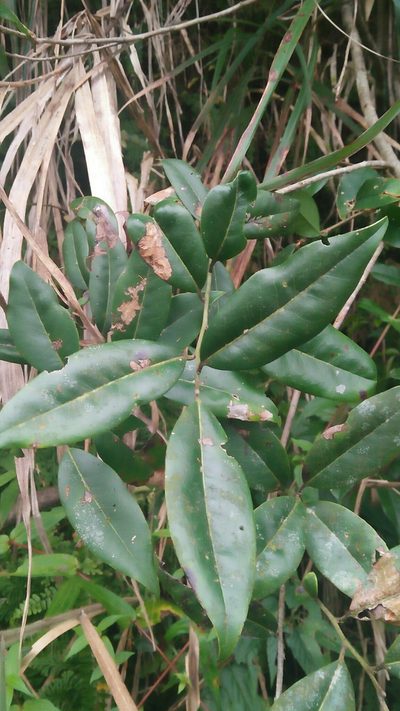 Ilex lonicerifolia, photographed by Cheng-Te Hsu