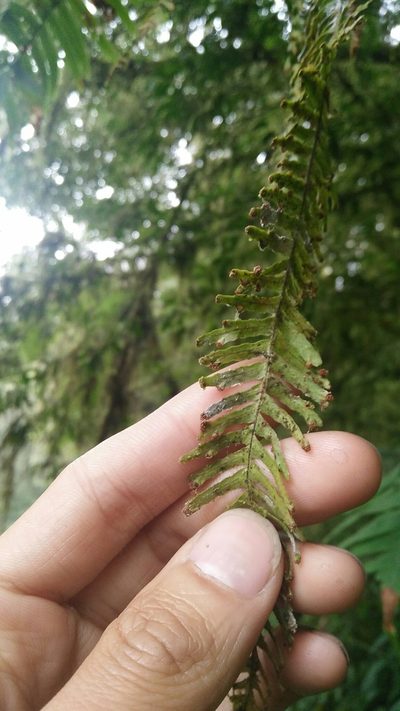 Prosaptia formosana, photographed by Cheng-Te Hsu