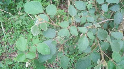 Puhuaea sequax, photographed by Cheng-Te Hsu