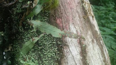 Lepisorus obscure-venulosus, photographed by Cheng-Te Hsu