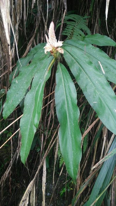Alpinia pricei, photographed by Cheng-Te Hsu