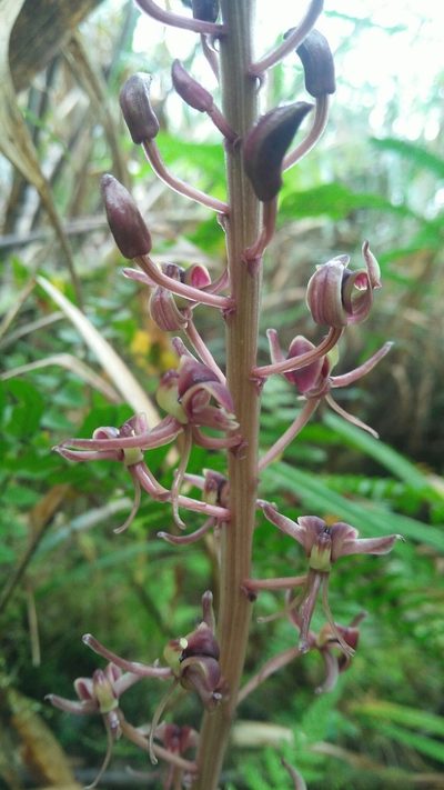 Liparis formosana, photographed by Cheng-Te Hsu