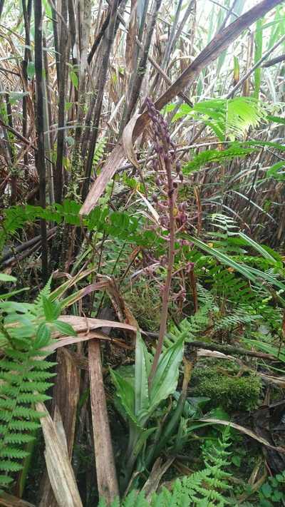 Liparis formosana, photographed by Cheng-Te Hsu