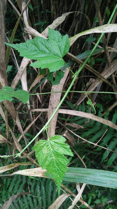 Rubus lambertianus, photographed by Cheng-Te Hsu