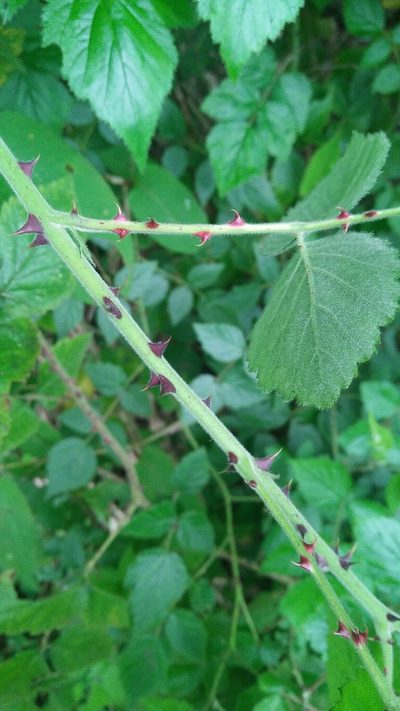 Rubus parviaraliifolius, photographed by Cheng-Te Hsu
