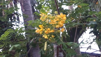 Senna surattensis, photographed by Ong Jyh Seng