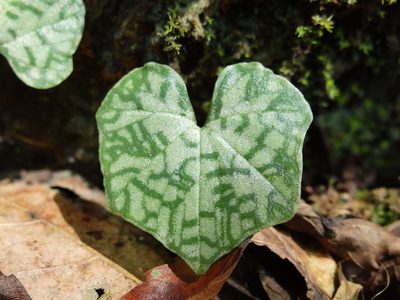 Nervilia nipponica, photographed by 葉子