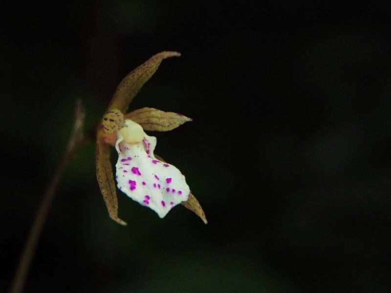 Nervilia nipponica, photographed by 葉子