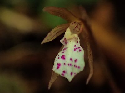 Nervilia nipponica, photographed by 葉子