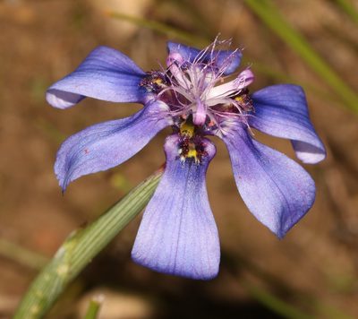 Moraea lugubris, photographed by Brian du Preez