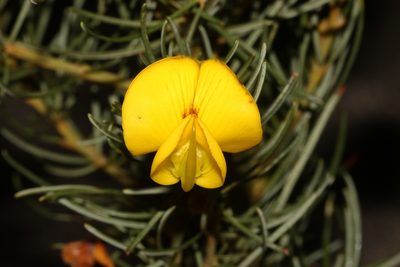 Cyclopia maculata, photographed by Brian du Preez