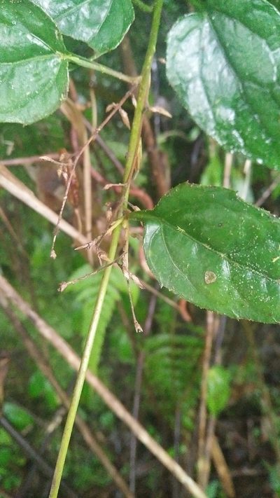 Ainsliaea macroclinidioides, photographed by Cheng-Te Hsu