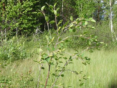 Betula humilis, photographed by Ilya Filippov