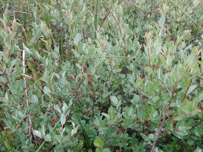 Salix myrtilloides, photographed by Ilya Filippov