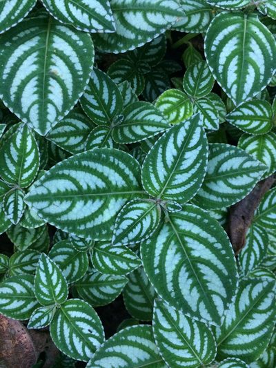 Impatiens marianae, photographed by Lara Maleen Beckmann