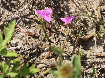Callisia micrantha