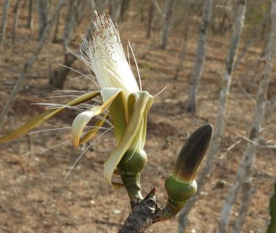Pseudobombax palmeri, photographed by Francisco Farriols Sarabia