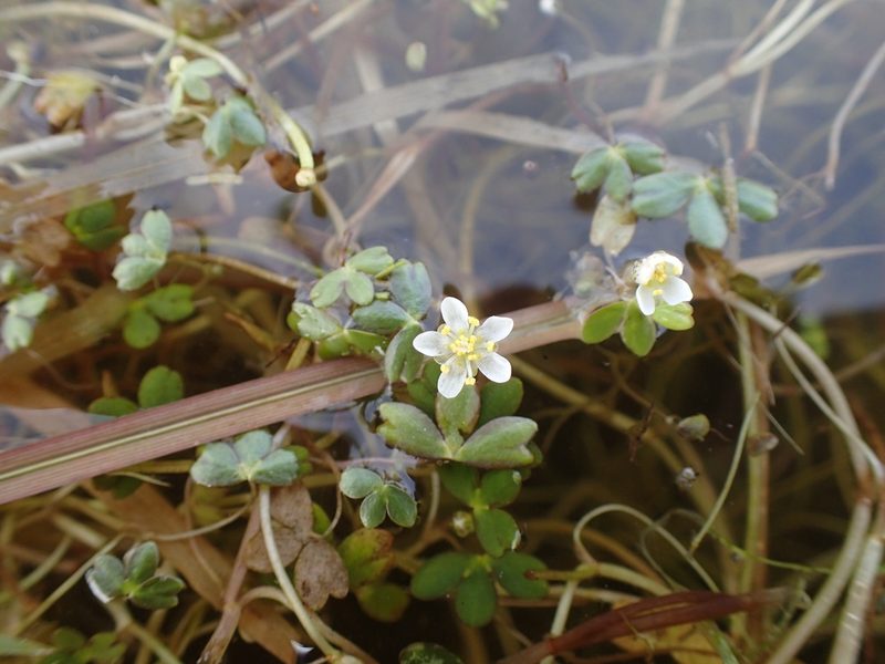 Ranunculus lobbii, photographed by Scott Yarger